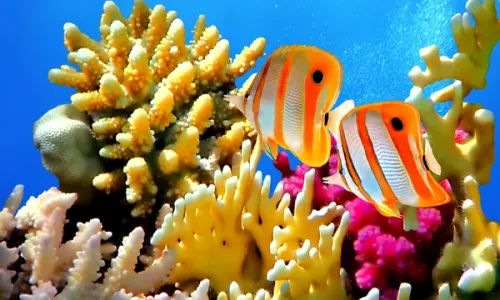  The economic importance of coral reefs