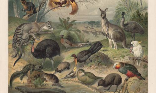  Extinction of Aussie Animals