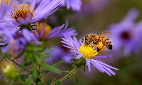 Migratory beekeeping